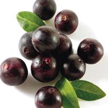 acai berries LipoNutra