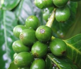 Green Coffee Beans unroasted