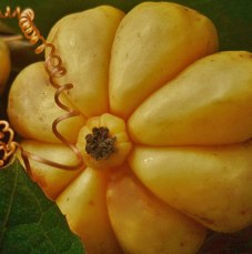 Garcinia cambogia what does it do