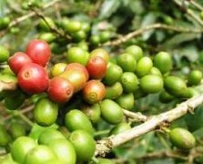 what is green coffee