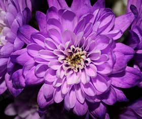 Purple Chrysanthemum weight loss
